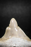 04956 - Super Rare Pathologically Deformed 1.40 Inch Otodus obliquus Shark Tooth