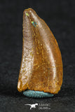 88074 - Top Quality 0.87 Inch Serrated Dromaeosaur Raptor Tooth Cretaceous KemKem
