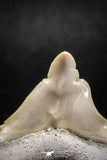 04956 - Super Rare Pathologically Deformed 1.40 Inch Otodus obliquus Shark Tooth