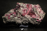 07628 -  Nice Pink Erythrite Crystals with Quartz - Bou Azzer Mine (South Morocco)