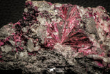 07628 -  Nice Pink Erythrite Crystals with Quartz - Bou Azzer Mine (South Morocco)