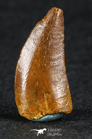 88074 - Top Quality 0.87 Inch Serrated Dromaeosaur Raptor Tooth Cretaceous KemKem