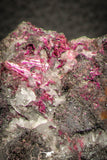 07628 -  Nice Pink Erythrite Crystals with Quartz - Bou Azzer Mine (South Morocco)