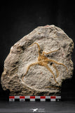 22438 - Top Beautiful 3.98 Inch OPHIURA SP Brittlestar Upper Ordovician Ktaoua Fm