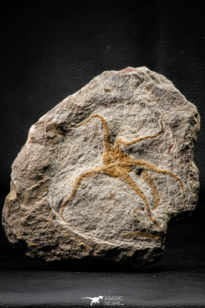22438 - Top Beautiful 3.98 Inch OPHIURA SP Brittlestar Upper Ordovician Ktaoua Fm