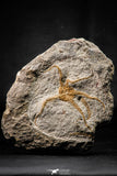 22438 - Top Beautiful 3.98 Inch OPHIURA SP Brittlestar Upper Ordovician Ktaoua Fm
