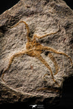 22438 - Top Beautiful 3.98 Inch OPHIURA SP Brittlestar Upper Ordovician Ktaoua Fm