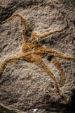 22438 - Top Beautiful 3.98 Inch OPHIURA SP Brittlestar Upper Ordovician Ktaoua Fm