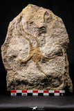 22439 - Well Prepared 5.05 Inch OPHIURA SP Brittlestar Upper Ordovician Ktaoua Fm