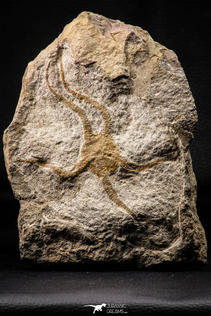 22439 - Well Prepared 5.05 Inch OPHIURA SP Brittlestar Upper Ordovician Ktaoua Fm
