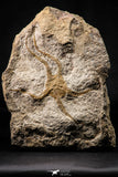 22439 - Well Prepared 5.05 Inch OPHIURA SP Brittlestar Upper Ordovician Ktaoua Fm