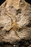 22439 - Well Prepared 5.05 Inch OPHIURA SP Brittlestar Upper Ordovician Ktaoua Fm
