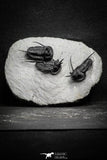 22024 - Beautiful Association 3 "Devil Horned" Cyphaspis walteri Devonian Trilobites