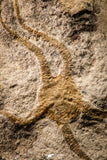 22439 - Well Prepared 5.05 Inch OPHIURA SP Brittlestar Upper Ordovician Ktaoua Fm