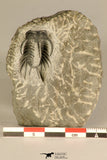 30723 - Partial Prepared 0.98 Inch Spiny Koneprusia dahmani Lower Devonian Trilobite