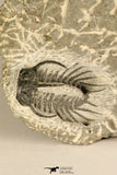 30723 - Partial Prepared 0.98 Inch Spiny Koneprusia dahmani Lower Devonian Trilobite
