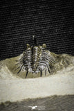 22025 - Outstanding 0.94 Inch Kettneraspis prescheri (Long Occipital Horn) Lower Devonian Trilobite