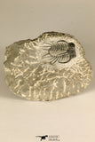 30723 - Partial Prepared 0.98 Inch Spiny Koneprusia dahmani Lower Devonian Trilobite