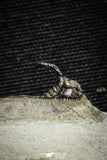 22025 - Outstanding 0.94 Inch Kettneraspis prescheri (Long Occipital Horn) Lower Devonian Trilobite
