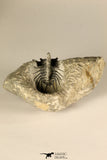 30724 - Partial Prepared 1.18 Inch Spiny Koneprusia dahmani Lower Devonian Trilobite