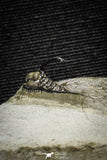 22025 - Outstanding 0.94 Inch Kettneraspis prescheri (Long Occipital Horn) Lower Devonian Trilobite