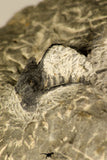 30724 - Partial Prepared 1.18 Inch Spiny Koneprusia dahmani Lower Devonian Trilobite