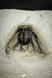 22025 - Outstanding 0.94 Inch Kettneraspis prescheri (Long Occipital Horn) Lower Devonian Trilobite