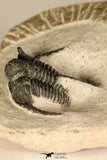 30683 - Well Preserved 1.15 Inch Cyphaspis (Otarion) cf. boutscharafinense Devonian Trilobite