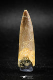 04966 - Nicely Preserved 1.81 Inch Partially Rooted Elasmosaur (Zarafasaura oceanis) Tooth