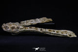 20560 - Museum Grade 8.50 Inch Elasmosaurus (Zarafasaura oceanis) Complete Jaw Bone Cretaceous