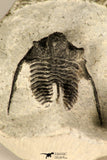 30684 - Well Prepared 1.29 Inch Cyphaspis (Otarion) cf. boutscharafinense Devonian Trilobite