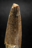 04967 - Nicely Preserved 1.72 Inch Partially Rooted Elasmosaur (Zarafasaura oceanis) Tooth
