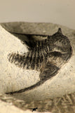 30684 - Well Prepared 1.29 Inch Cyphaspis (Otarion) cf. boutscharafinense Devonian Trilobite