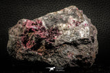 07636 -  Nice Pink Erythrite Crystals with Quartz - Bou Azzer Mine (South Morocco)
