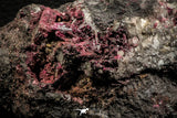 07636 -  Nice Pink Erythrite Crystals with Quartz - Bou Azzer Mine (South Morocco)
