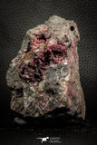 07636 -  Nice Pink Erythrite Crystals with Quartz - Bou Azzer Mine (South Morocco)