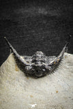 22027 - Outstanding 1.89 Inch Kettneraspis prescheri (Long Occipital Horn) Lower Devonian Trilobite
