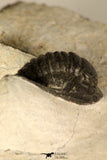 30686 - Top Beautiful 1.14 Inch Cornuproetus sp Middle Devonian Trilobite