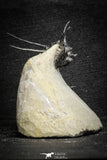 22027 - Outstanding 1.89 Inch Kettneraspis prescheri (Long Occipital Horn) Lower Devonian Trilobite