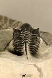 30725 - Beautiful 1.36 Inch Cyphaspis (Otarion) cf. boutscharafinense Devonian Trilobite
