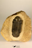30726 - Top Quality 2.78 Inch Reedops sp Lower Devonian Trilobite