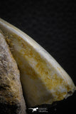 07775 - Top Rare 1.87 Inch Rare Tylosaurus sp (Mosasaur) Tooth on Matrix Late Cretaceous