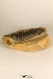 30726 - Top Quality 2.78 Inch Reedops sp Lower Devonian Trilobite
