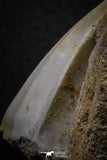 07775 - Top Rare 1.87 Inch Rare Tylosaurus sp (Mosasaur) Tooth on Matrix Late Cretaceous
