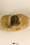 30726 - Top Quality 2.78 Inch Reedops sp Lower Devonian Trilobite