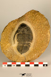 30727 - Well Prepared 2.86 Inch  Zlichovaspis rugosa Lower Devonian Trilobite