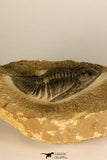30727 - Well Prepared 2.86 Inch  Zlichovaspis rugosa Lower Devonian Trilobite