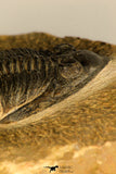 30727 - Well Prepared 2.86 Inch  Zlichovaspis rugosa Lower Devonian Trilobite