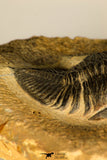 30727 - Well Prepared 2.86 Inch  Zlichovaspis rugosa Lower Devonian Trilobite