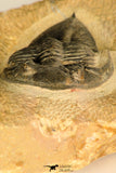 30727 - Well Prepared 2.86 Inch  Zlichovaspis rugosa Lower Devonian Trilobite